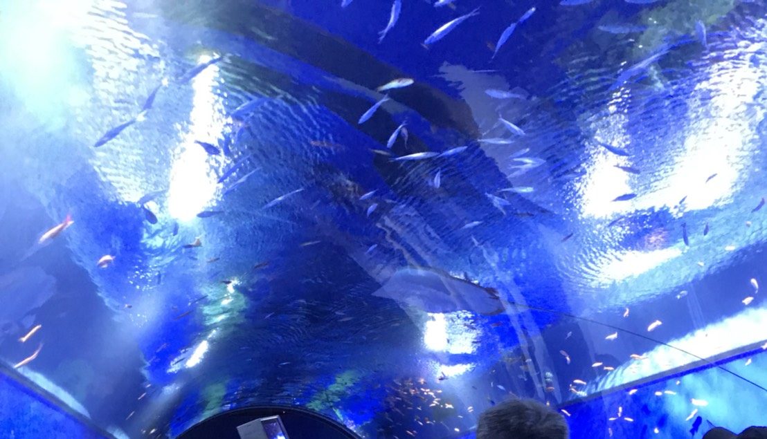 ドーム型水族館で泳ぐ魚